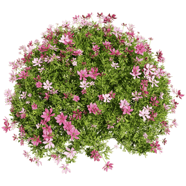 开满花朵的球形黑种草植物景观3D模型（OBJ,FBX,MAX）