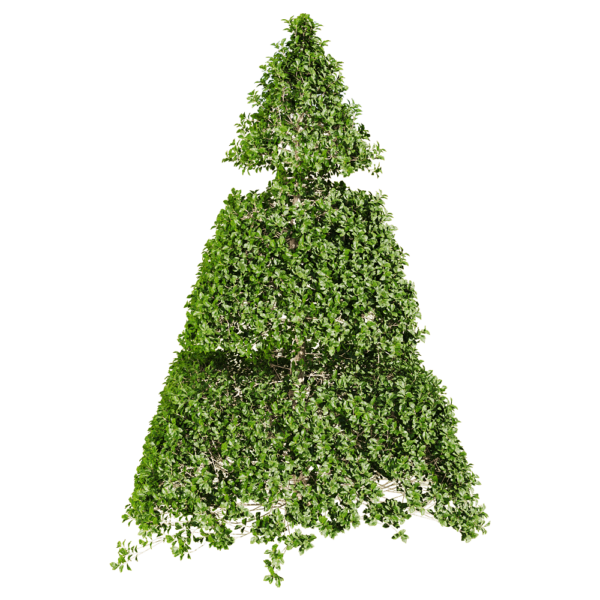 小叶女贞绿植景观树3D模型（OBJ,FBX,MAX）