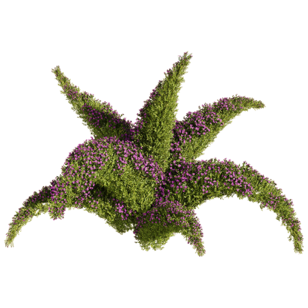 开紫色小花的垂盆草植物景观3D模型（OBJ,FBX,MAX）