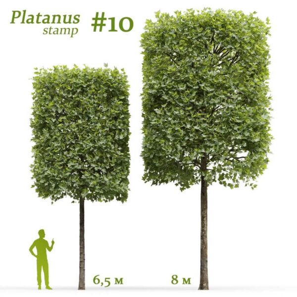 修剪成圆柱形的悬铃木 法国梧桐树3D模型（FBX,MAX）