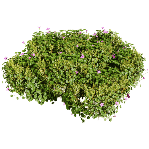 开紫色花朵的酢浆草植物景观3D模型（OBJ,FBX,MAX）