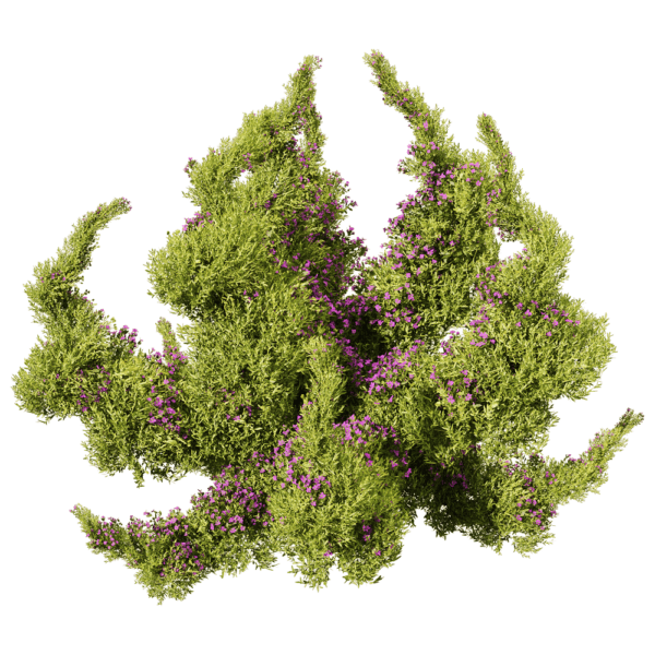 开紫色小花的垂盆草植物景观3D模型（OBJ,FBX,MAX）