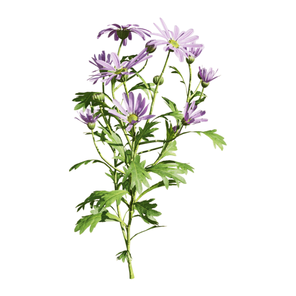 开紫色花朵的姬小菊植物3D模型（OBJ,FBX,MAX）