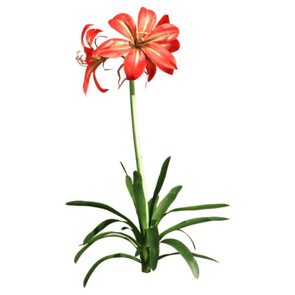 朱顶红植物3D模型（OBJ,FBX,MAX）