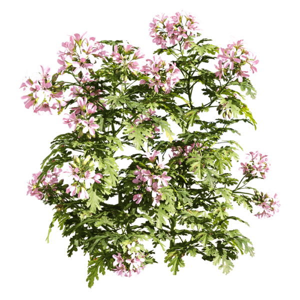 开粉色花朵的天竺葵植物3D模型（OBJ,FBX,MAX）