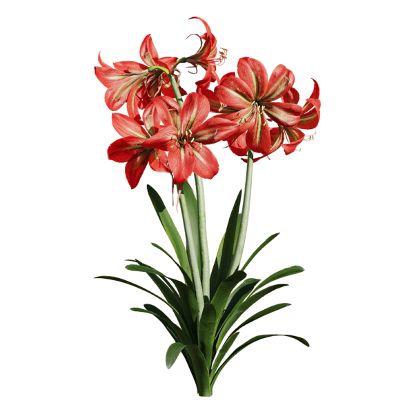 开花的朱顶红植物3D模型（OBJ,FBX,MAX）