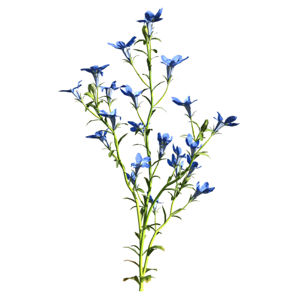 开蓝色花朵的翠蝶花 半边莲植物3D模型（OBJ,FBX,MAX）