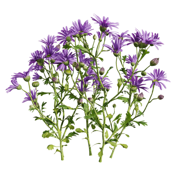 开紫色花朵的姬小菊植物3D模型（OBJ,FBX,MAX）