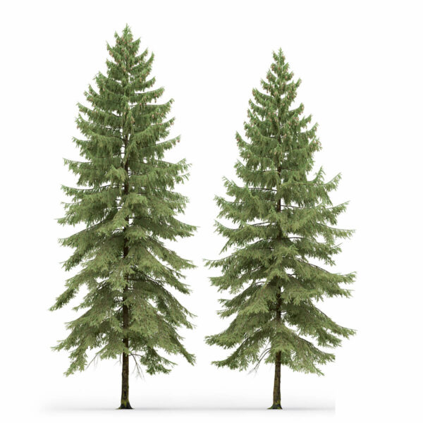 两棵云杉树3D模型（OBJ,MAX）