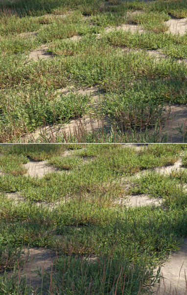 野生假俭草3D模型（OBJ,FBX,MAX）