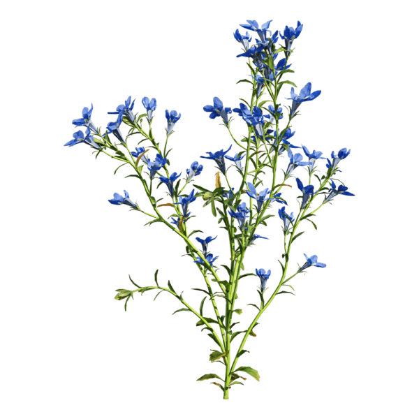 开蓝色花朵的翠蝶花 半边莲植物3D模型（OBJ,FBX,MAX）