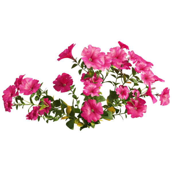 开玫红色花朵的矮牵牛植物3D模型（OBJ,FBX,MAX）