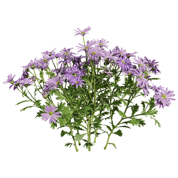 开浅紫色花朵的姬小菊植物3D模型（OBJ,FBX,MAX）