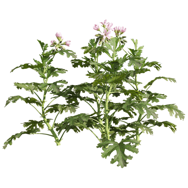 开粉色花朵的香叶天竺葵植物3D模型（OBJ,FBX,MAX）