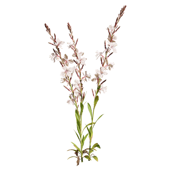 开杏色花朵的山桃草 白蝶花植物3D模型（OBJ,FBX,MAX）