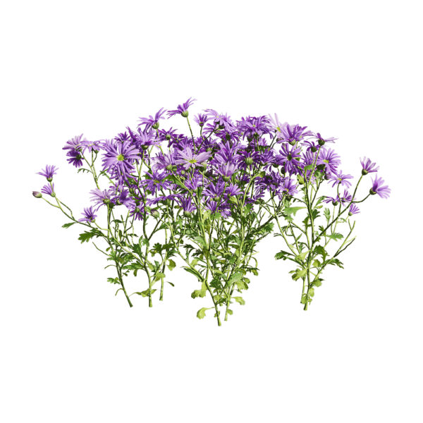 开紫色花朵的姬小菊植物3D模型（OBJ,FBX,MAX）