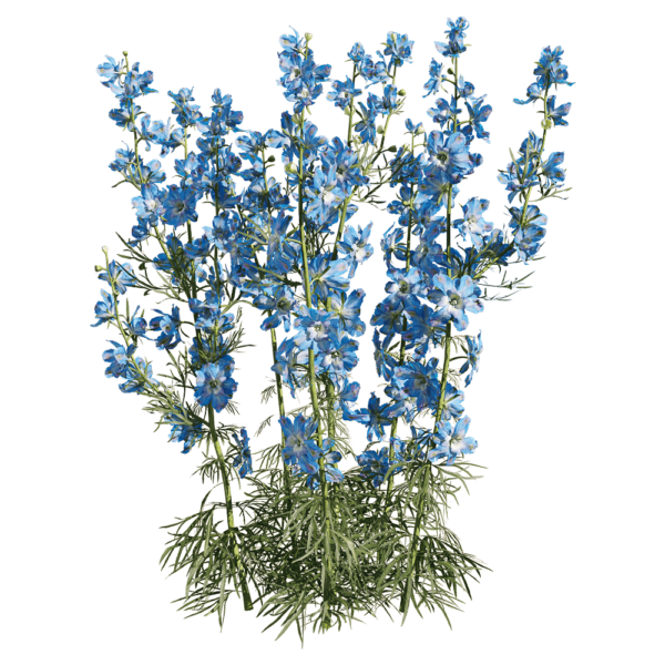 开蓝色花朵的飞燕草植物3D模型（OBJ,FBX,MAX）