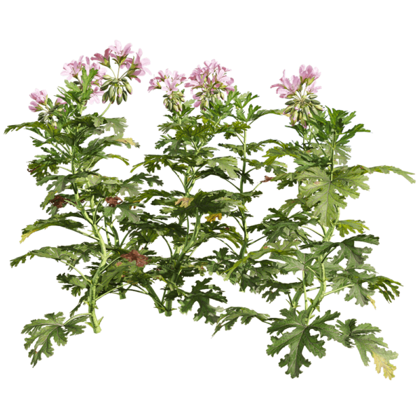 开粉色花朵的香叶天竺葵植物3D模型（OBJ,FBX,MAX）