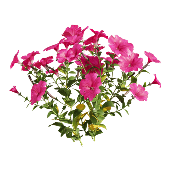 开紫色花朵的矮牵牛植物3D模型（OBJ,FBX,MAX）