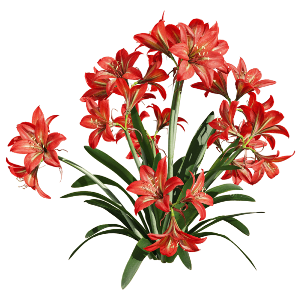 开花的朱顶红植物3D模型（OBJ,FBX,MAX）