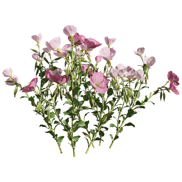 开花的粉花月见草植物3D模型（OBJ,FBX,MAX）