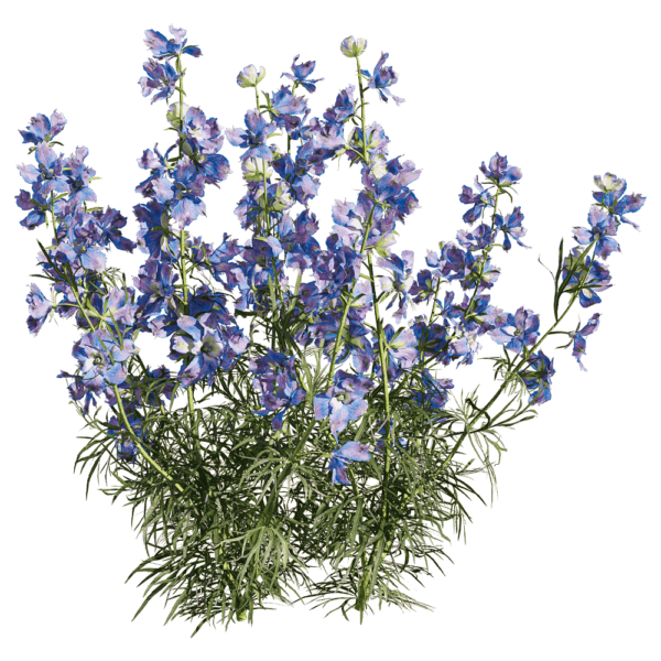 开蓝色花的飞燕草植物3D模型（OBJ,FBX,MAX）