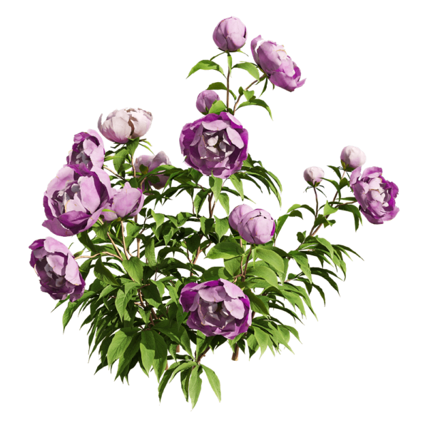 紫色芍药花丛3D模型（OBJ,FBX,MAX）