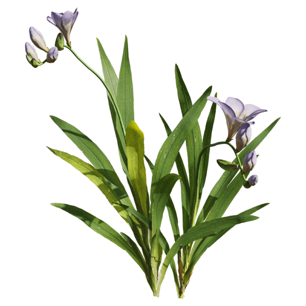 开花的小苍兰 香雪兰植物3D模型（OBJ,FBX,MAX）