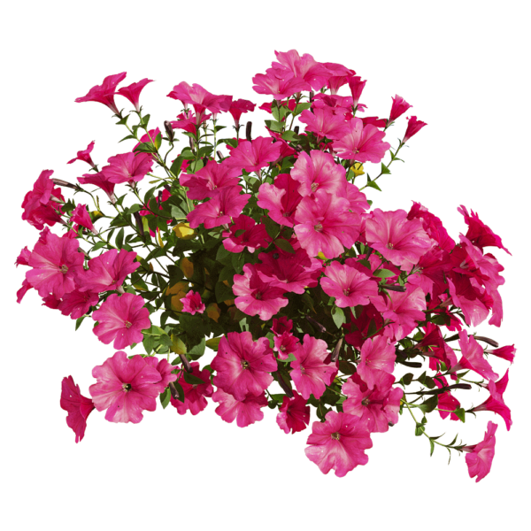 紫色矮牵牛花丛3D模型（OBJ,FBX,MAX）