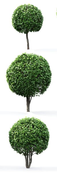 3棵球形山楂树3D模型（FBX,MAX）