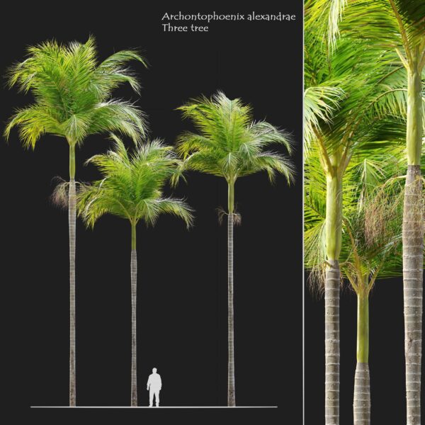 3棵笔直的假槟榔树3D模型（FBX,MAX）