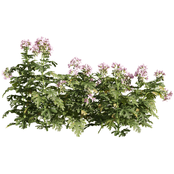 开粉色花朵的香叶天竺葵花丛3D模型（OBJ,FBX,MAX）
