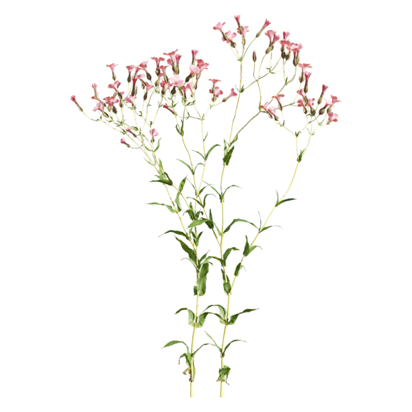 开粉色花朵的麦蓝菜植物3D模型（OBJ,FBX,MAX）