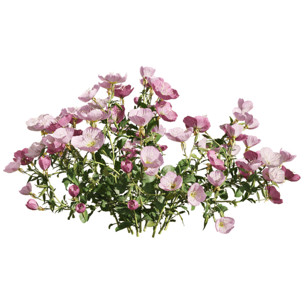 红花月见草花丛3D模型（OBJ,FBX,MAX）