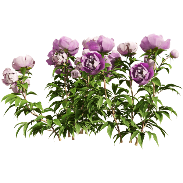 粉紫色芍药花丛3D模型（OBJ,FBX,MAX）