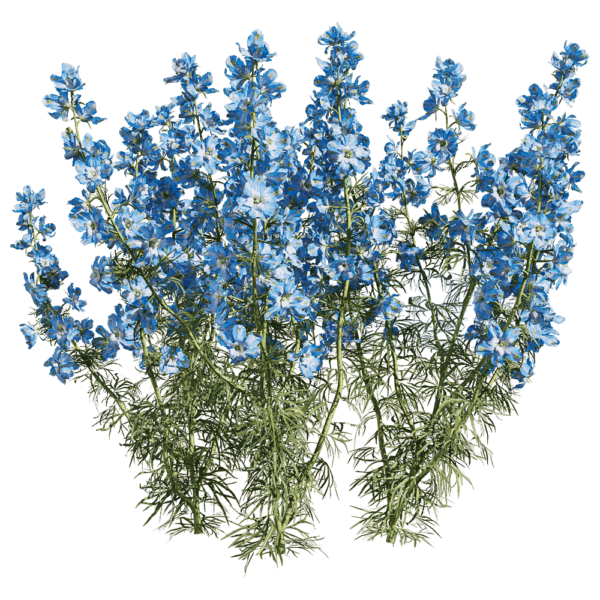 蓝色飞燕草花丛3D模型（OBJ,FBX,MAX）