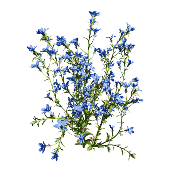 开蓝紫色花朵的半边莲植物3D模型（OBJ,FBX,MAX）