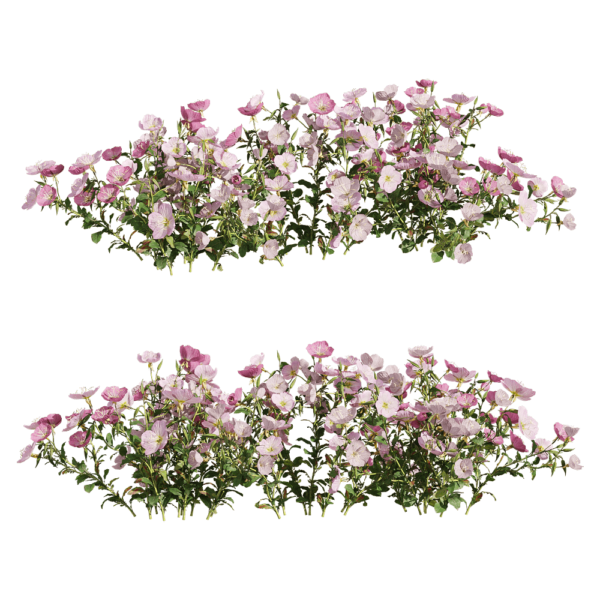 红花月见草花丛3D模型（OBJ,FBX,MAX）