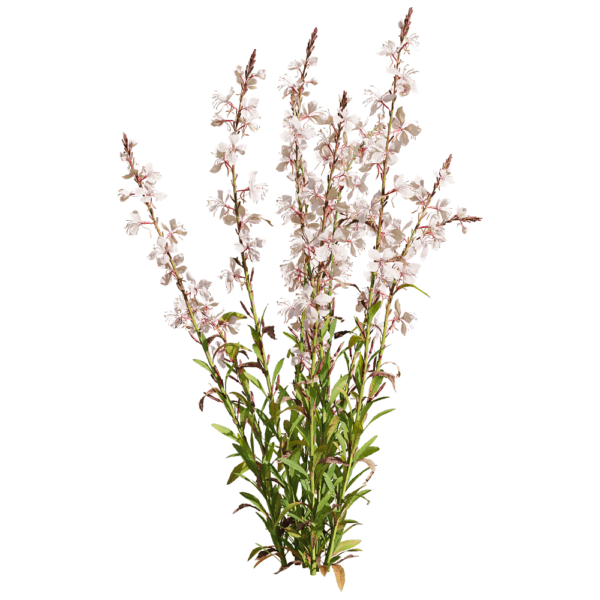 开粉色花朵的山桃草植物3D模型（OBJ,FBX,MAX）