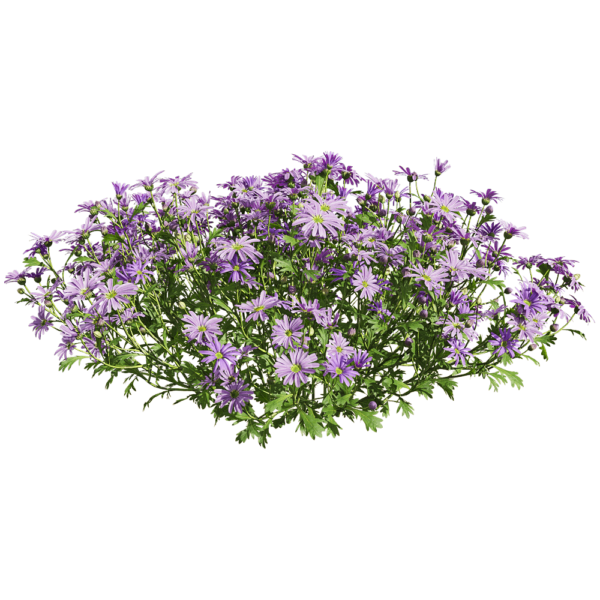 紫色姬小菊花丛3D模型（OBJ,FBX,MAX）
