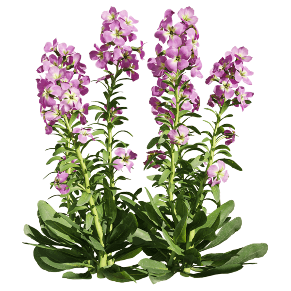 紫罗兰花丛3D模型（OBJ,FBX,MAX）