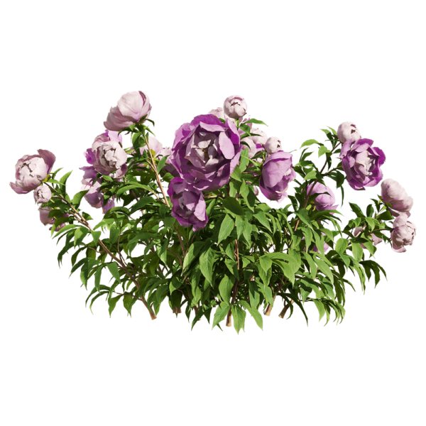 紫色芍药花丛3D模型（OBJ,FBX,MAX）