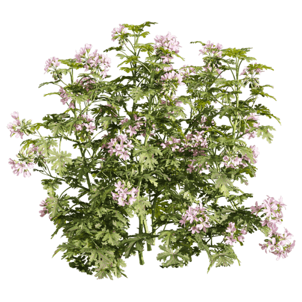 开粉色花朵的香叶天竺葵花丛3D模型（OBJ,FBX,MAX）