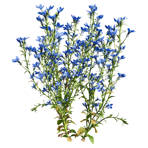 开蓝色花朵的半边莲植物3D模型（OBJ,FBX,MAX）