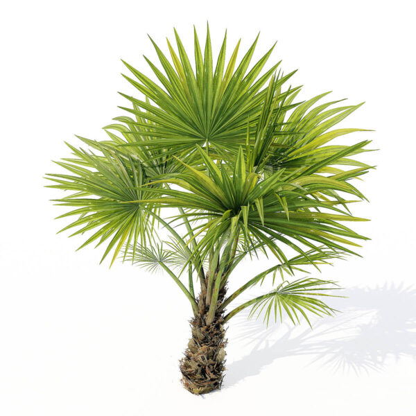 海南琼棕树3D模型（FBX,MAX）