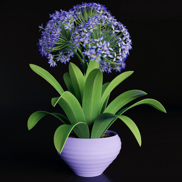 开花的地中海蓝钟花盆景3D模型（FBX,MAX）