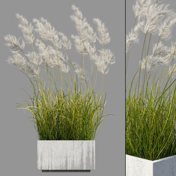 户外混凝土花坛中的蒲苇3D模型（OBJ,MAX）