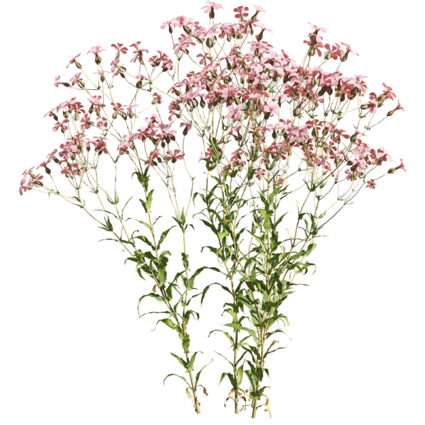 开粉色花朵的麦蓝菜植物3D模型（OBJ,FBX,MAX）