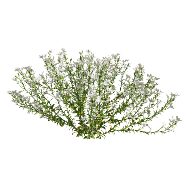 白色半边莲花丛3D模型（OBJ,FBX,MAX）