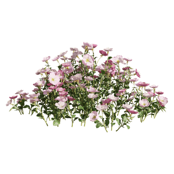 粉花月见草花丛3D模型（OBJ,FBX,MAX）